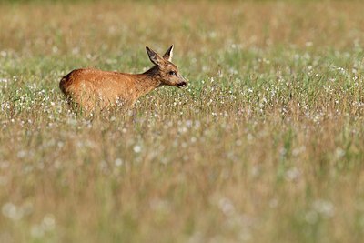 BUITEN BEELD Foto: 156206