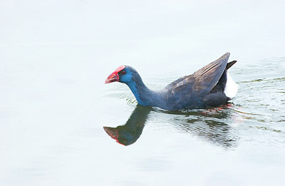 BUITEN BEELD Foto: 156226