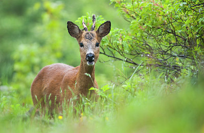 BUITEN BEELD Foto: 156229