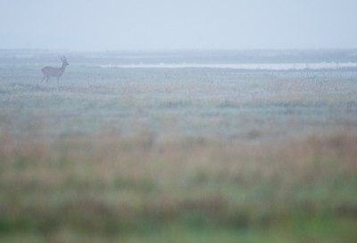 BUITEN BEELD Foto: 156231