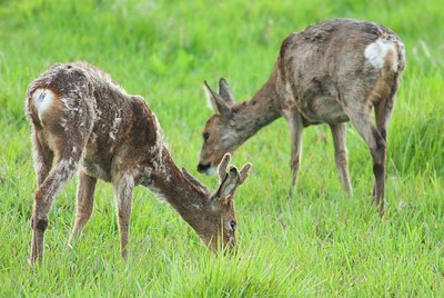 BUITEN BEELD Foto: 156238