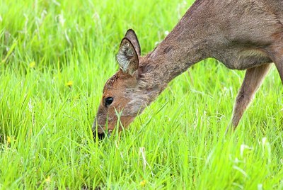 BUITEN BEELD Foto: 156240