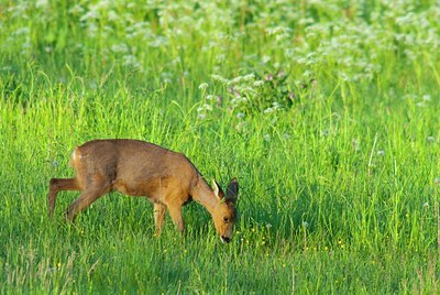 BUITEN BEELD Foto: 156242