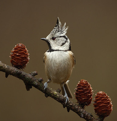 BUITEN BEELD Foto: 156246