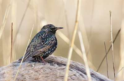 BUITEN BEELD Foto: 156252