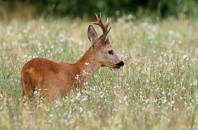 BUITEN BEELD Foto: 156269