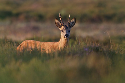 BUITEN BEELD Foto: 156274