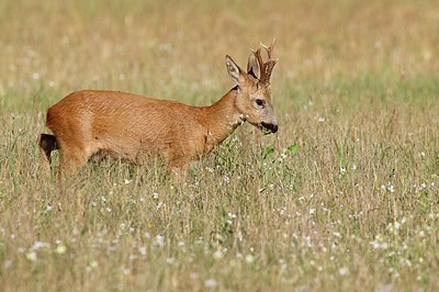 BUITEN BEELD Foto: 156276