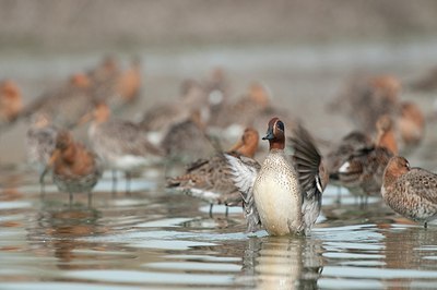 BUITEN BEELD Foto: 156296
