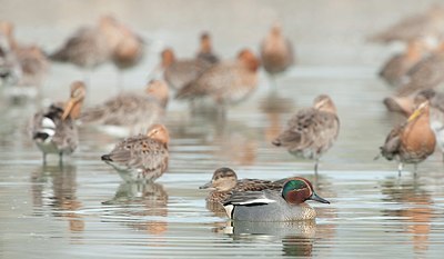 BUITEN BEELD Foto: 156298