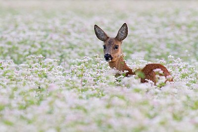 BUITEN BEELD Foto: 156311