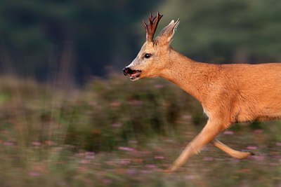 BUITEN BEELD Foto: 156315
