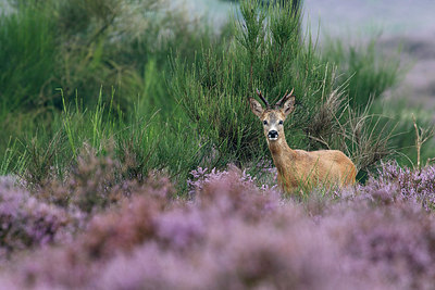 BUITEN BEELD Foto: 156322