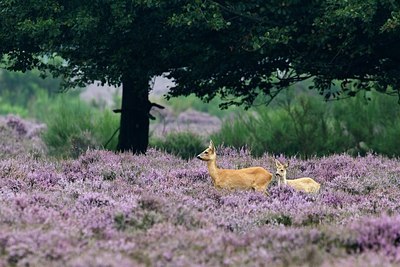 BUITEN BEELD Foto: 156324