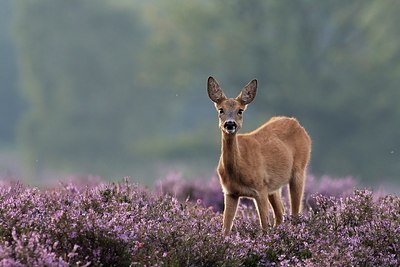 BUITEN BEELD Foto: 156325
