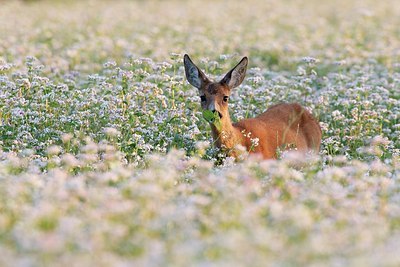 BUITEN BEELD Foto: 156327