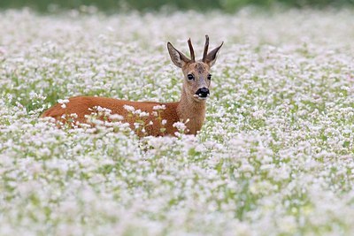 BUITEN BEELD Foto: 156337