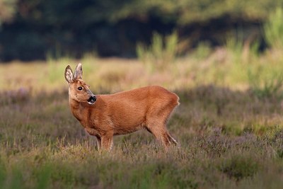 BUITEN BEELD Foto: 156345