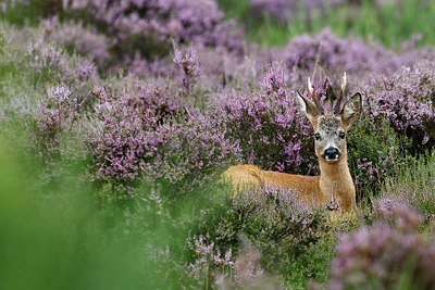 BUITEN BEELD Foto: 156348