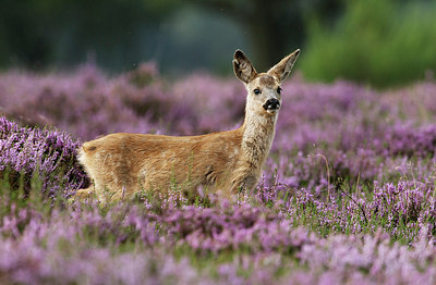 BUITEN BEELD Foto: 156349