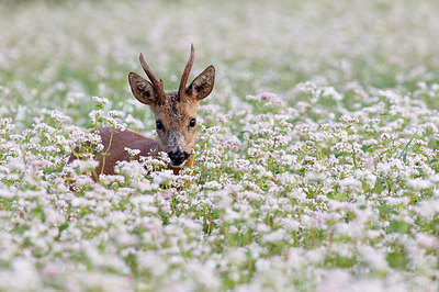 BUITEN BEELD Foto: 156351