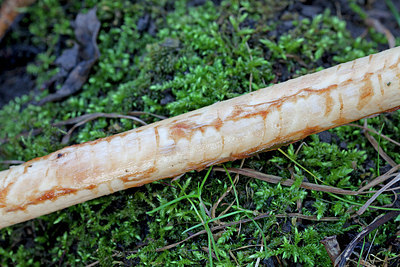 BUITEN BEELD Foto: 156357