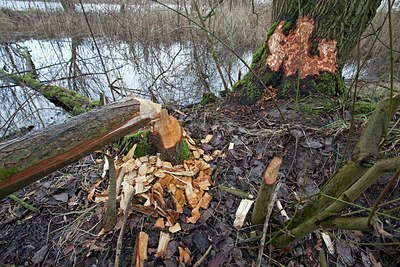 BUITEN BEELD Foto: 156364