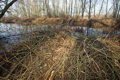BUITEN BEELD Foto: 156373