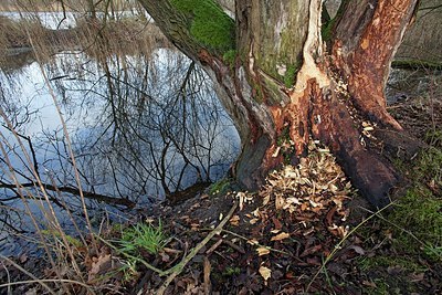 BUITEN BEELD Foto: 156382