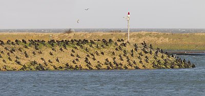BUITEN BEELD Foto: 156386