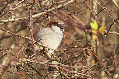 BUITEN BEELD Foto: 156413