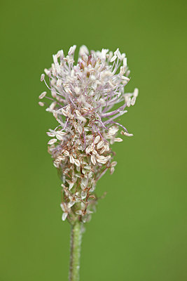 BUITEN BEELD Foto: 156435