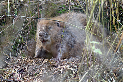 BUITEN BEELD Foto: 156439