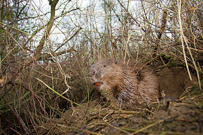 BUITEN BEELD Foto: 156440