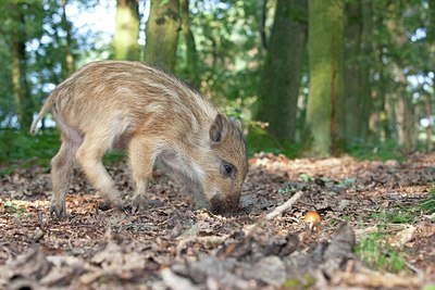 BUITEN BEELD Foto: 156445