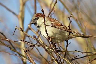 BUITEN BEELD Foto: 156463