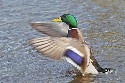 BUITEN BEELD Foto: 156464