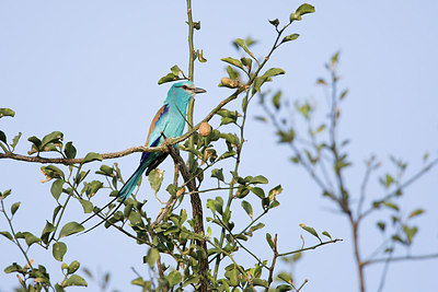 BUITEN BEELD Foto: 156484
