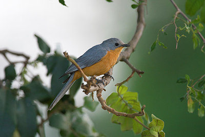 BUITEN BEELD Foto: 156492