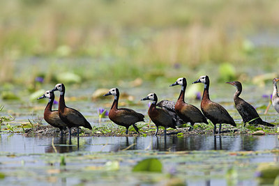 BUITEN BEELD Foto: 156506