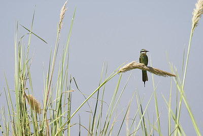 BUITEN BEELD Foto: 156509