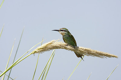 BUITEN BEELD Foto: 156511