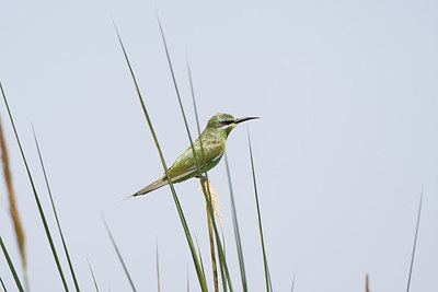 BUITEN BEELD Foto: 156518