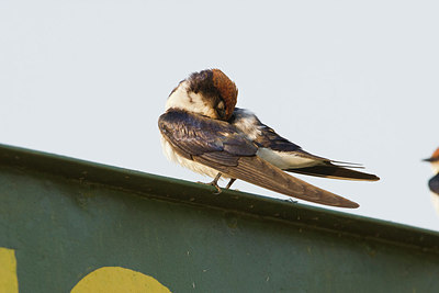 BUITEN BEELD Foto: 156537