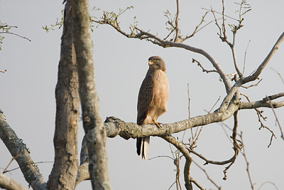 BUITEN BEELD Foto: 156538