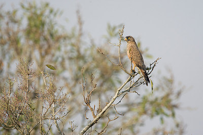 BUITEN BEELD Foto: 156539