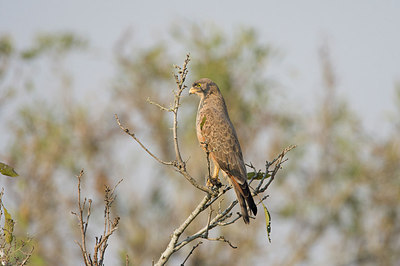 BUITEN BEELD Foto: 156540