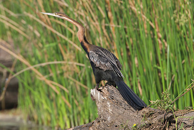 BUITEN BEELD Foto: 156542