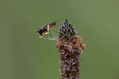 BUITEN BEELD Foto: 156544