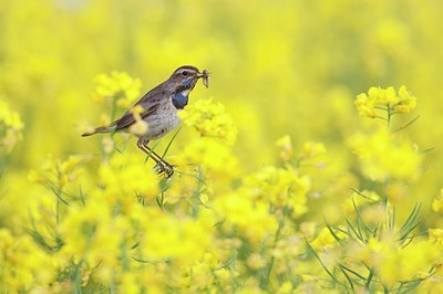 BUITEN BEELD Foto: 156551